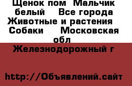 Щенок пом. Мальчик белый  - Все города Животные и растения » Собаки   . Московская обл.,Железнодорожный г.